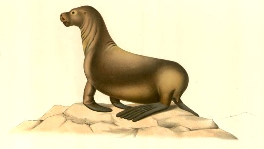 Anales del Museo Nacional de Chile no. 1-7 1892-94 (page 60 crop)