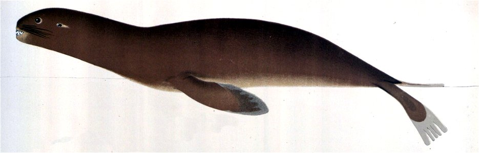 Anales del Museo Nacional de Chile no. 1-7 1892-94 (page 67 crop 1)