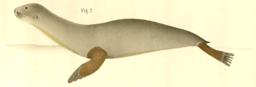 Anales del Museo Nacional de Chile no. 1-7 1892-94 (page 65 crop 2)