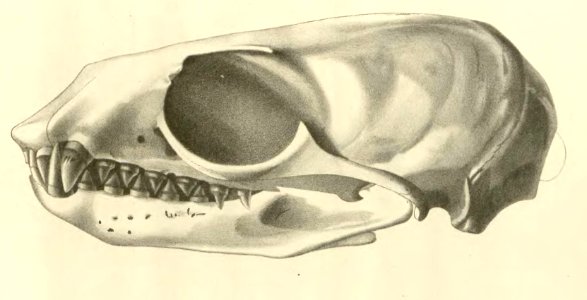Anales del Museo Nacional de Chile no. 1-7 1892-94 (page 72 crop)