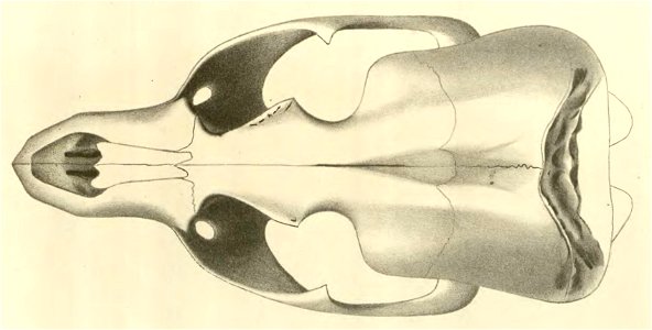 Anales del Museo Nacional de Chile no. 1-7 1892-94 (page 70 crop)