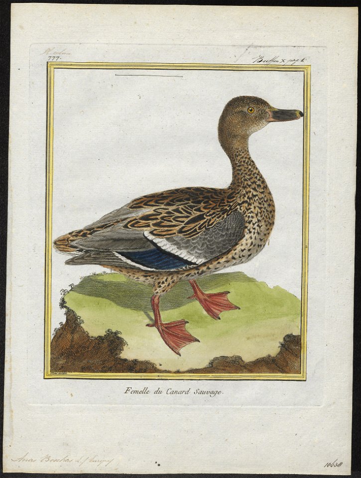 Anas boschas - 1700-1880 - Print - Iconographia Zoologica - Special Collections University of Amsterdam - UBA01 IZ17600383