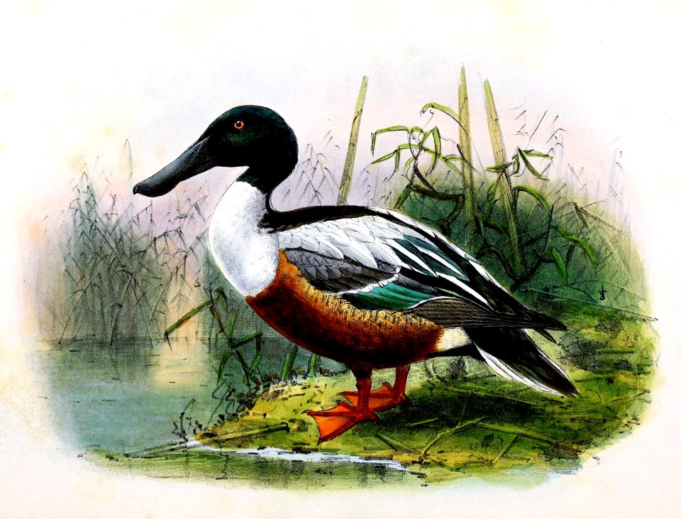 Anas clypeata 1876