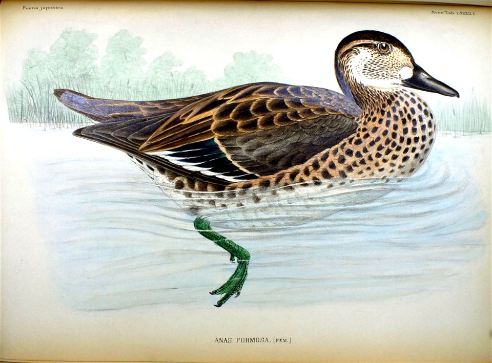 Anas formosa female Fauna Japonica
