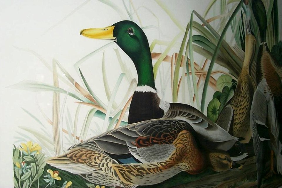 Anas platyrhynchos (Audubon)