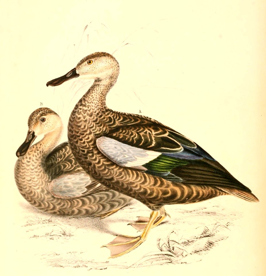Anas smithii 1838