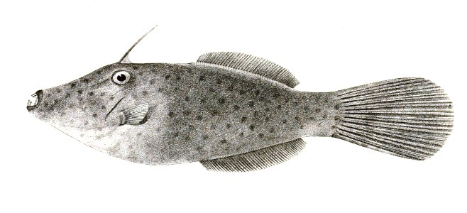 Anacanthus scriptus Achilles 176