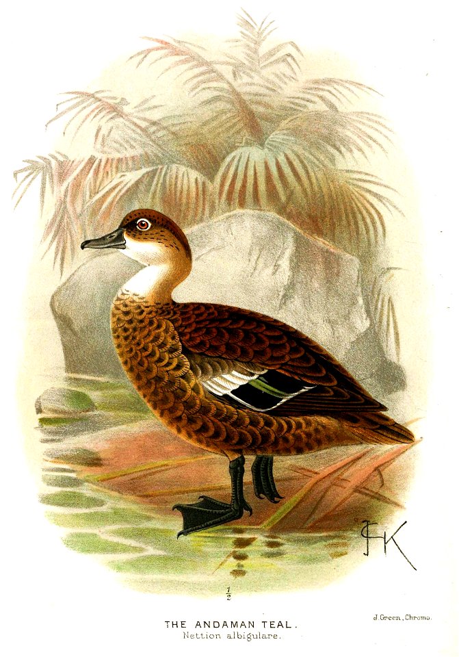 AnasAlbigularisKeulemans