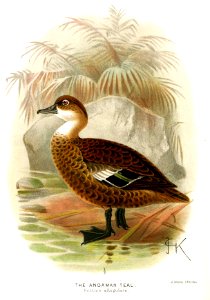 AnasAlbigularisKeulemans