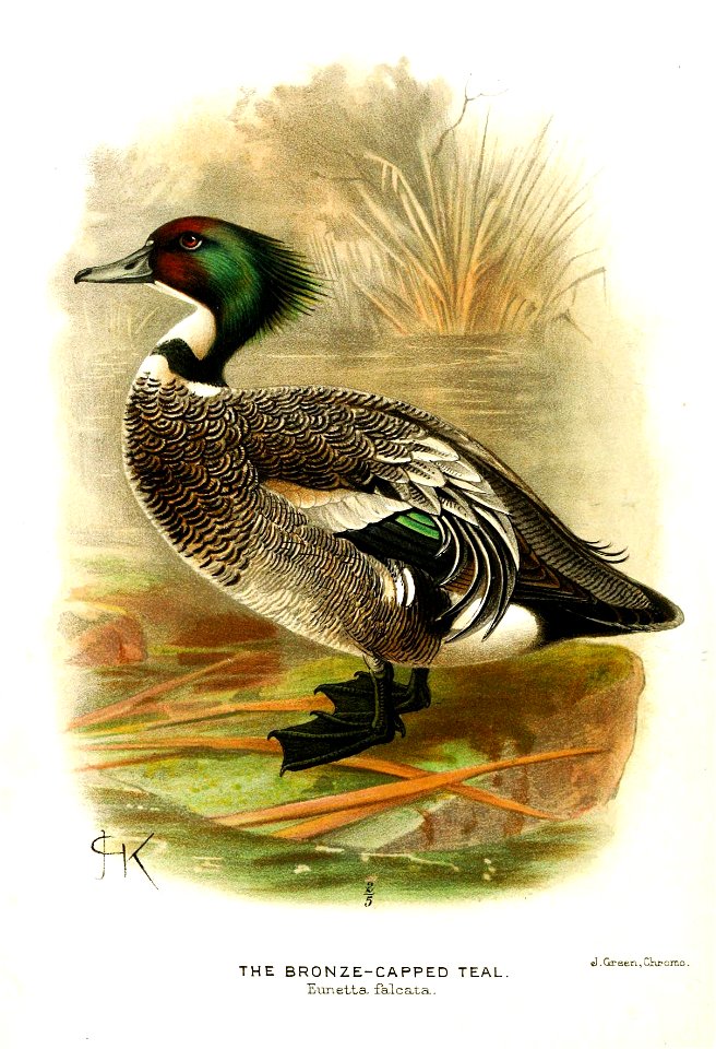 AnasFalcataKeulemans