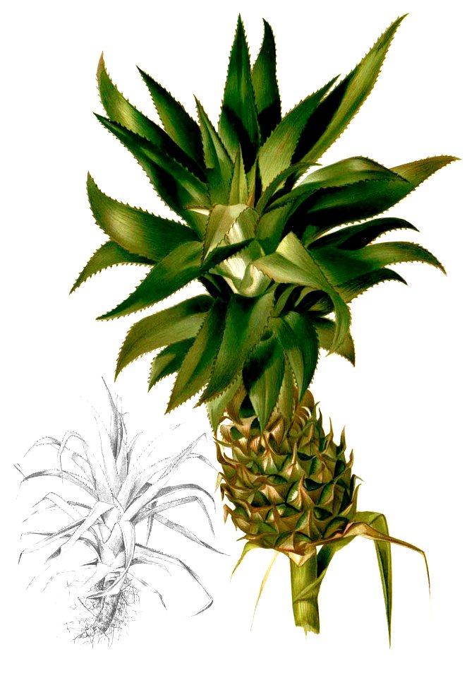 Ananas comosus Blanco2.458-cropped