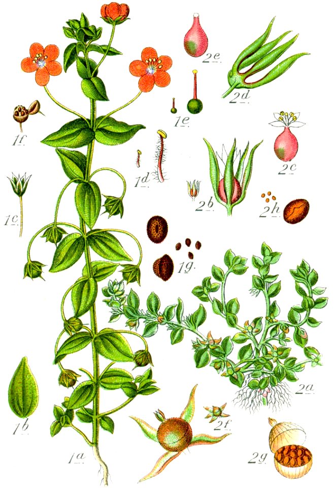 Anagallis spp Sturm60