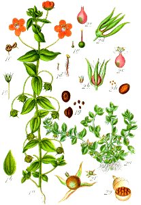 Anagallis spp Sturm60