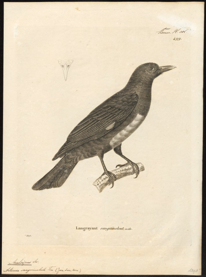 Analcipus sanguinolentus - 1700-1880 - Print - Iconographia Zoologica - Special Collections University of Amsterdam - UBA01 IZ16400151