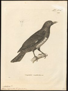 Analcipus sanguinolentus - 1700-1880 - Print - Iconographia Zoologica - Special Collections University of Amsterdam - UBA01 IZ16400151