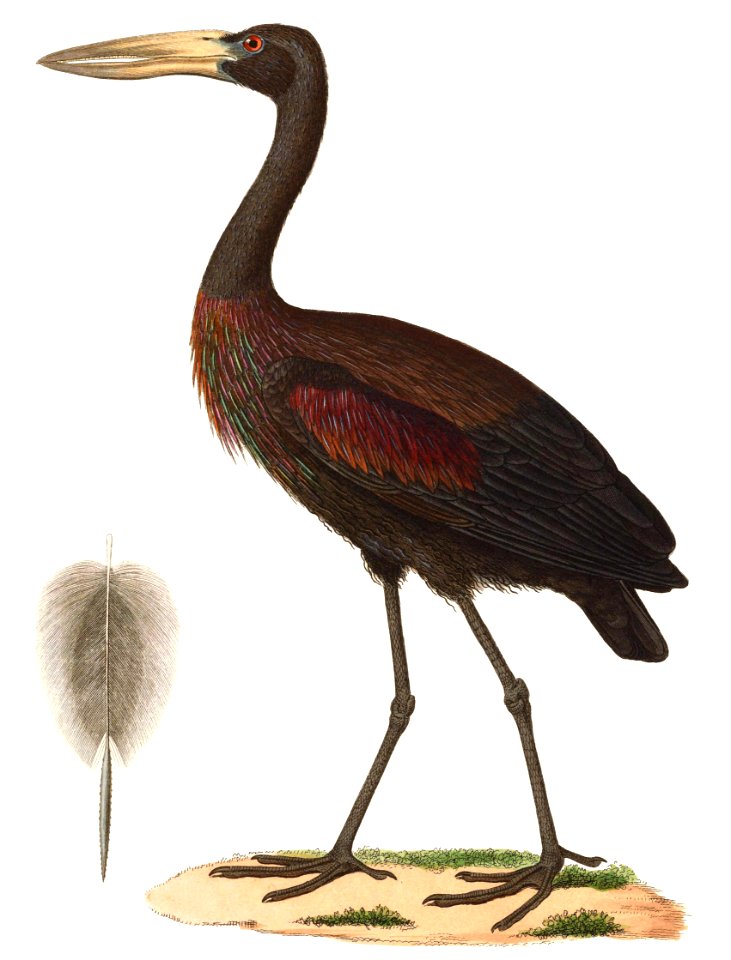 Anastomus lamelligerus 1838, b