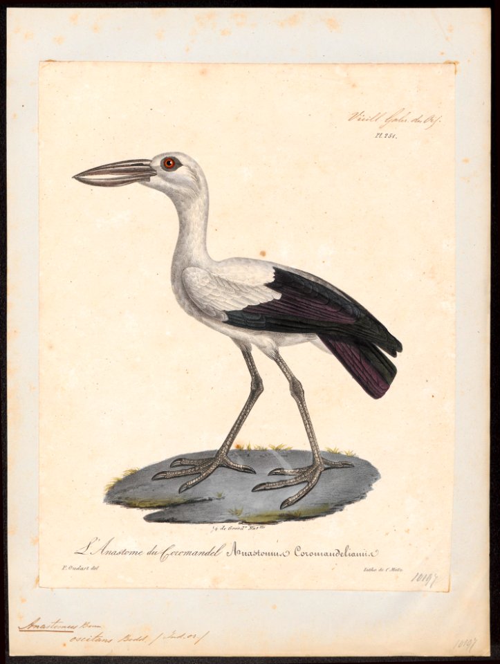 Anastomus oscitans - 1825-1834 - Print - Iconographia Zoologica - Special Collections University of Amsterdam - UBA01 IZ17600069
