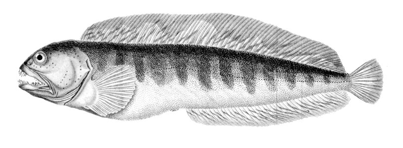 Anarhichas lupus2