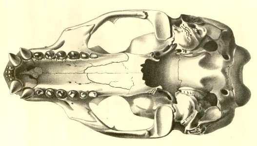 Anales del Museo Nacional de Chile no. 1-7 1892-94 (page 59 crop)