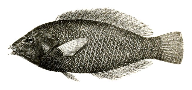 Anampses caeruleopunctatus Mintern 87