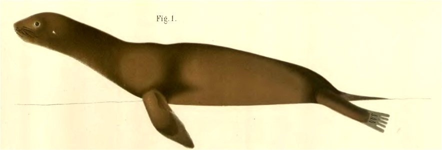 Anales del Museo Nacional de Chile no. 1-7 1892-94 (page 65 crop 1)