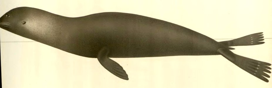 Anales del Museo Nacional de Chile no. 1-7 1892-94 (page 69 crop)