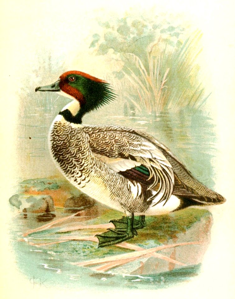 Anas falcata 1921