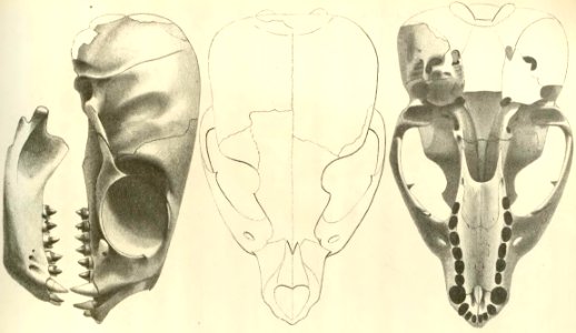 Anales del Museo Nacional de Chile no. 1-7 1892-94 (page 75 crop)