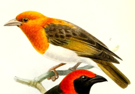 Anaplectes rubriceps 1876