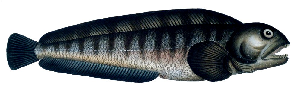 Anarhichas lupus1
