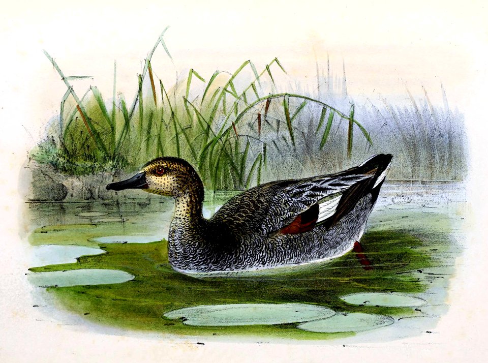 Anas strepera 1876