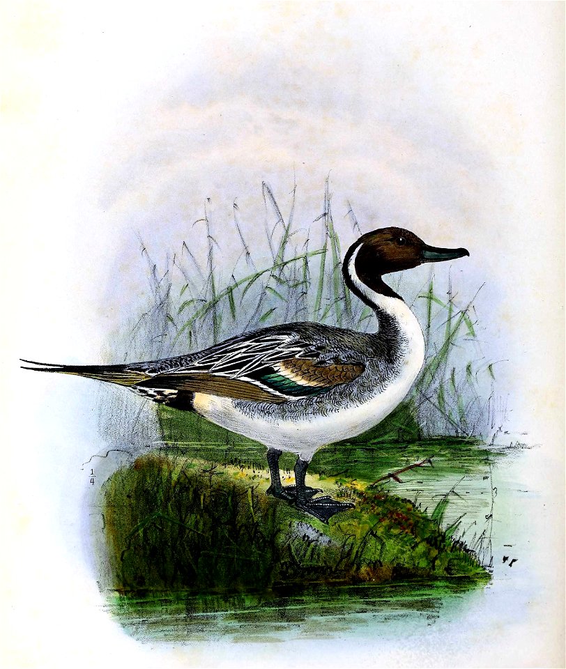 Anas acuta 1876