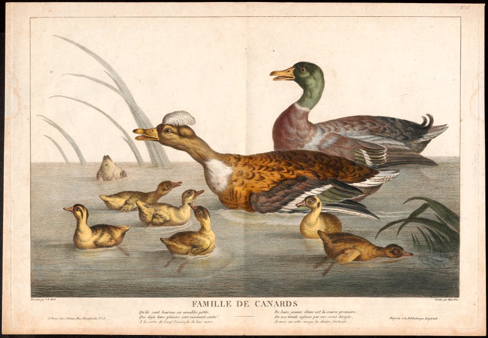 Anas boschas - 1700-1880 - Print - Iconographia Zoologica - Special Collections University of Amsterdam - UBA01 IZ17600363
