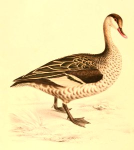 Anas erythrorhyncha 1838