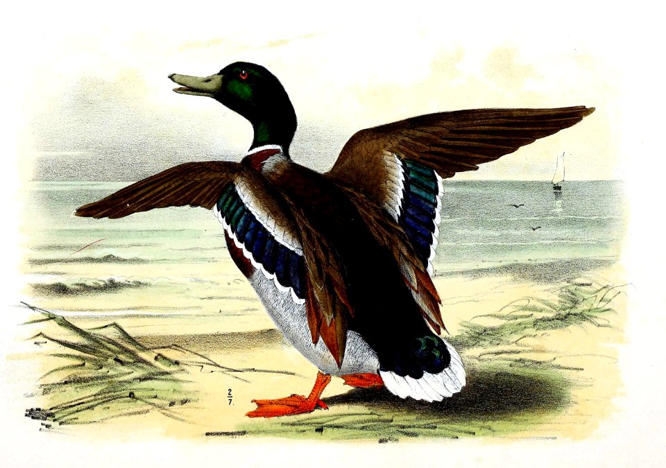 Anas platyrhynchos 1869