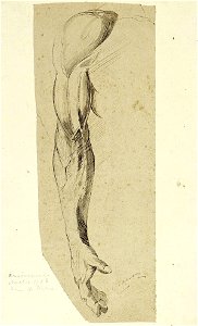 Anatomic Study of a Right Arm by Theo van Doesburg Centraal Museum AB4202
