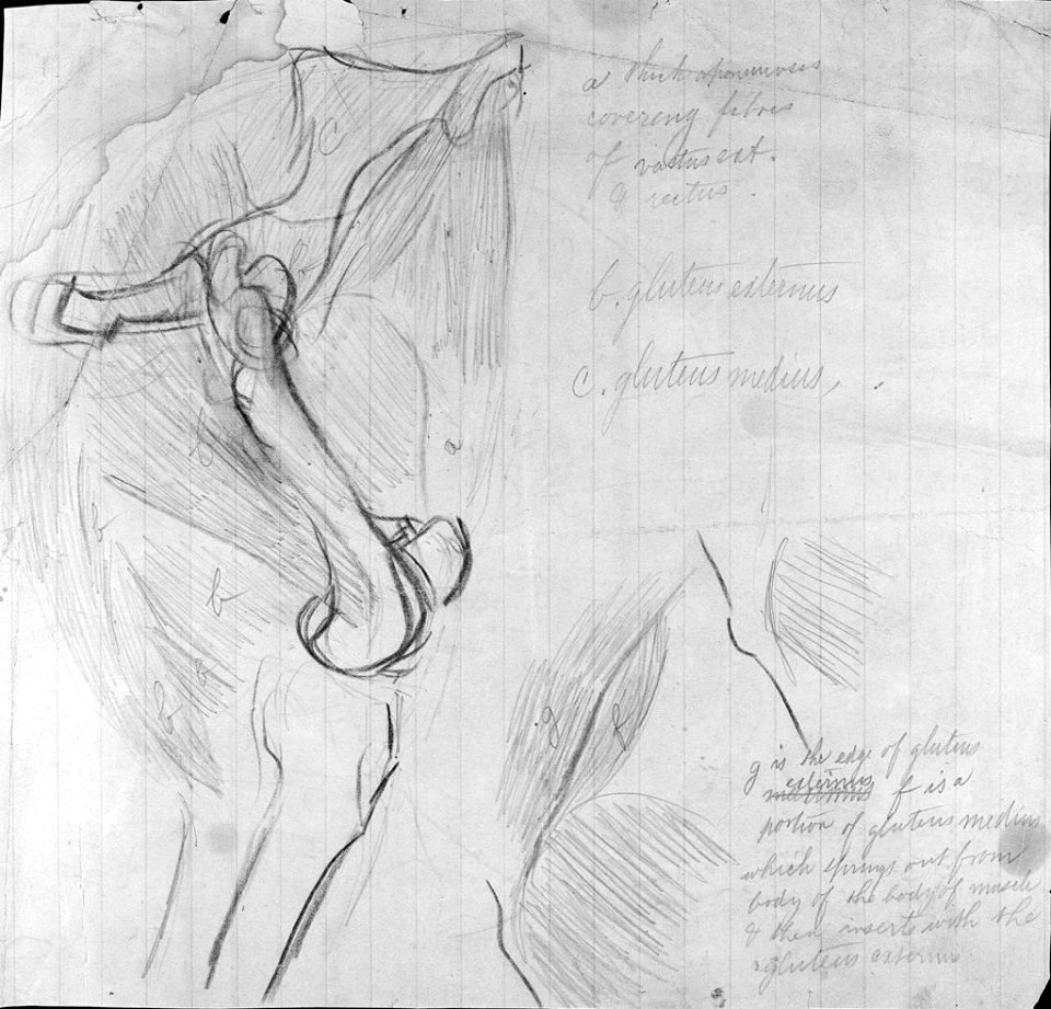 Anatomical drawing G130