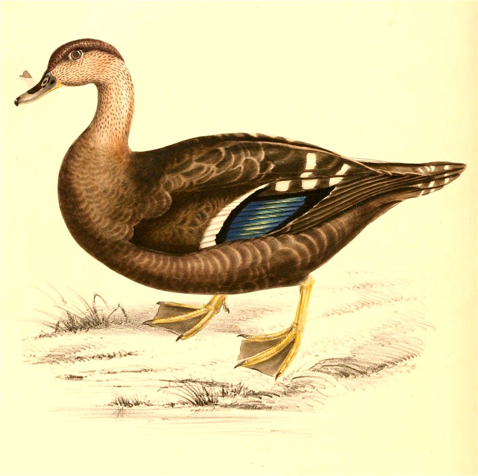 Anas sparsa 1838