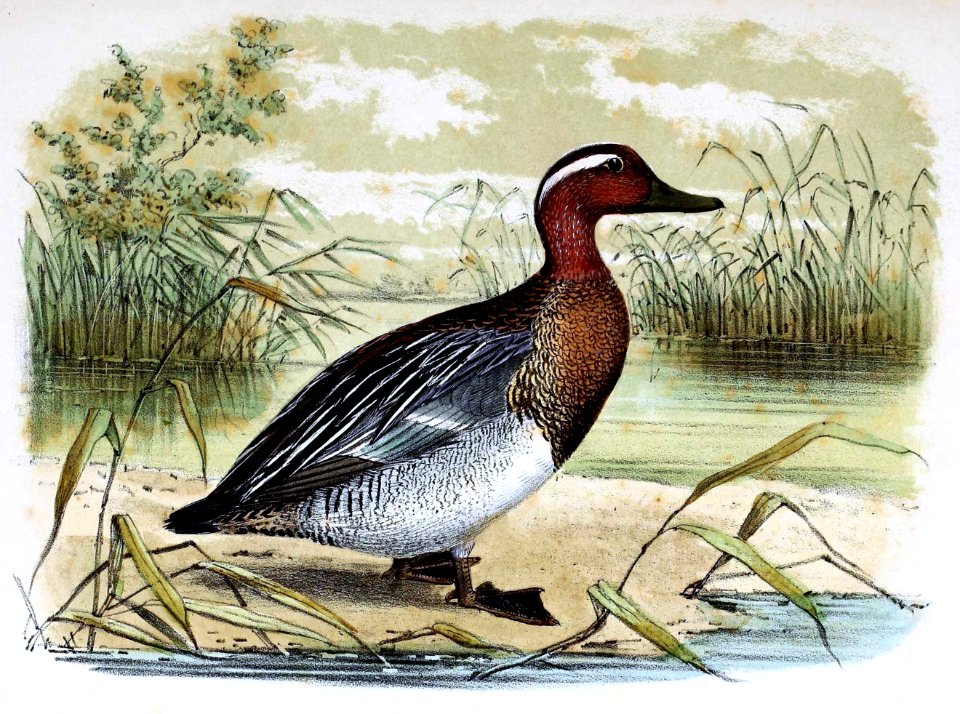 Anas querquedula 1873