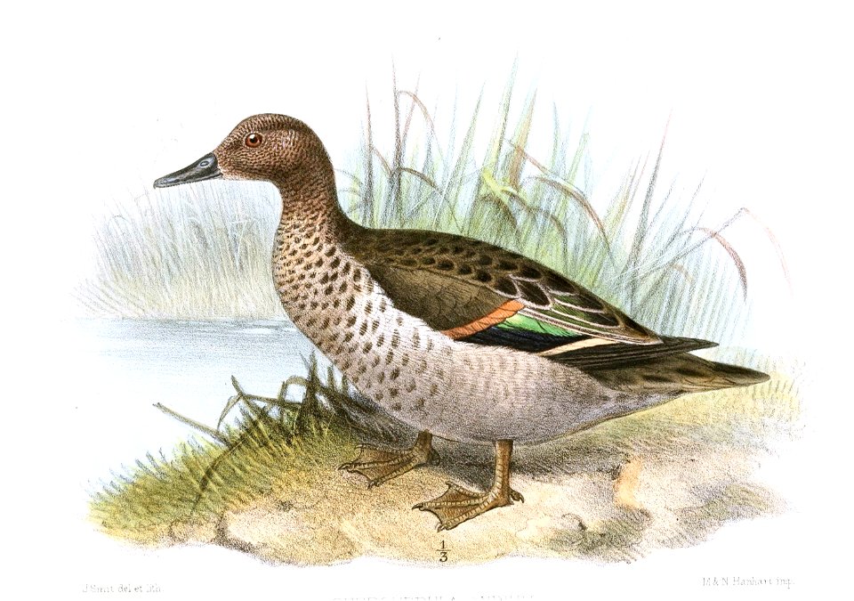 AnasAndiumSmit