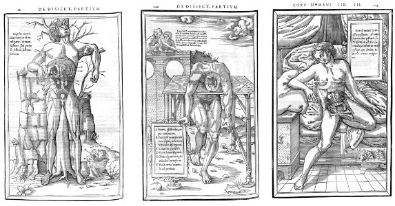 Anatomische Abbildungen aus Charles Estienne 1545