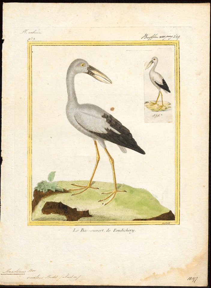 Anastomus oscitans - 1700-1880 - Print - Iconographia Zoologica - Special Collections University of Amsterdam - UBA01 IZ17600067