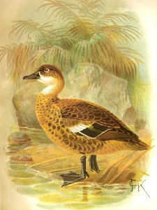 AnasGibberifronsKeulemans