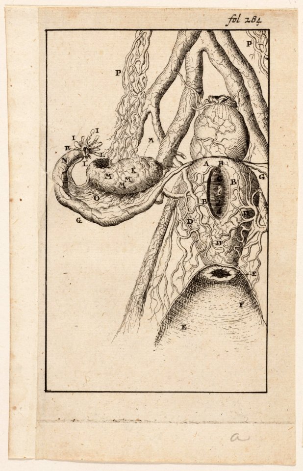 Anatomische afbeelding, fol. 284, baarmoeder, objectnr A 19441