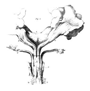 Anatomy; pons, 1844 Wellcome M0014312