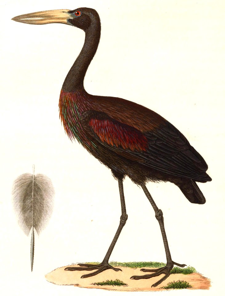 Anastomus lamelligerus 1838