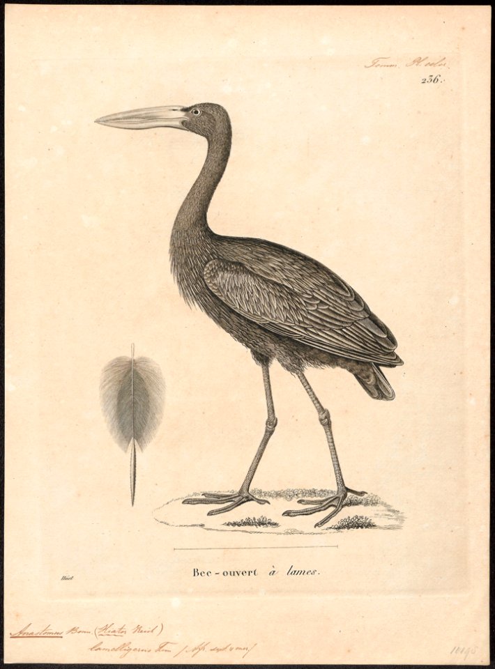 Anastomus lamelligerus - 1700-1880 - Print - Iconographia Zoologica - Special Collections University of Amsterdam - UBA01 IZ17600071