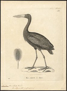 Anastomus lamelligerus - 1700-1880 - Print - Iconographia Zoologica - Special Collections University of Amsterdam - UBA01 IZ17600071