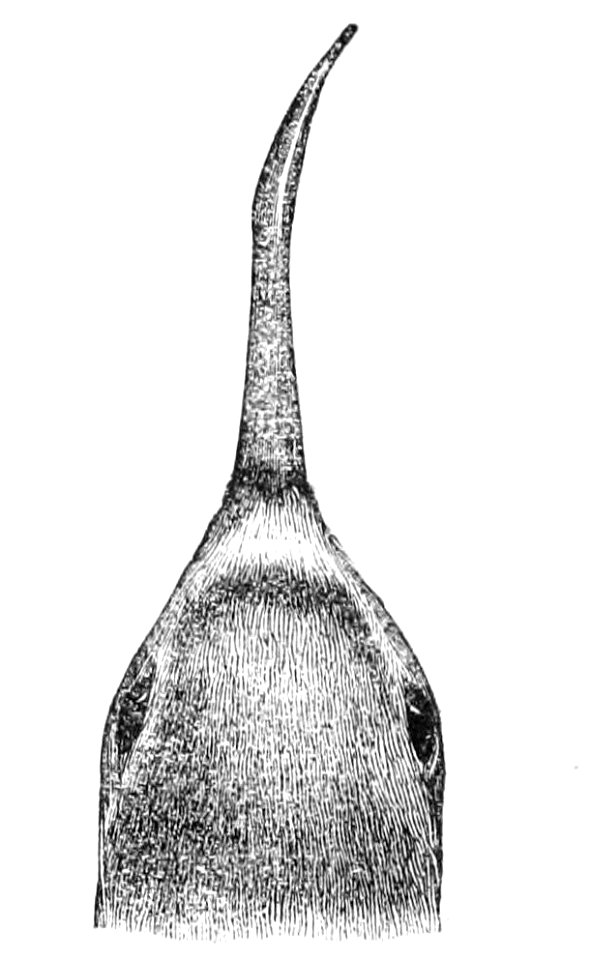 Anarhynchus frontalis head 1869