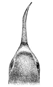 Anarhynchus frontalis head 1869